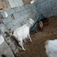 بز ماده و بزغاله و بز آبستن
