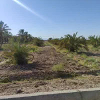فروش باغ خرما در روستای جمز