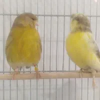 قناری گلاستر