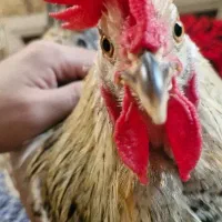 خروس پر انرژی و اهلی