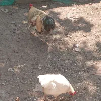 خروس بالغ محلی