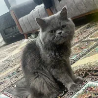 گربه اسکاتیش