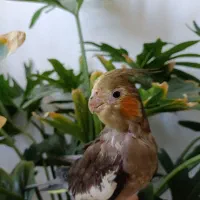 عروس هلندی