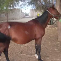 اسب|اسب و تجهیزات اسب‌سواری|شادگان, |دیوار
