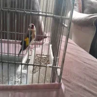 سهره بخون