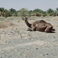 شتر|حیوانات مزرعه|ریگ ملک, |دیوار