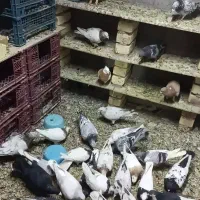 رنگ