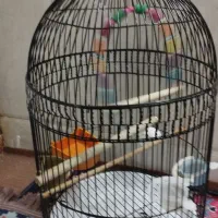 قفس پرنده