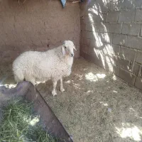 بره نر|حیوانات مزرعه|درب بهشت, |دیوار