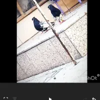 سینه سیاه