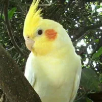 عروس هلندی