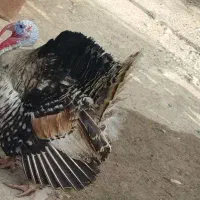 بوقلمون نر