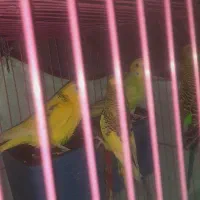 مرغ عشق مولدسخنگو