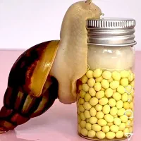 خاویار (تخم)حلزون