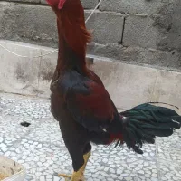 خروس لاری