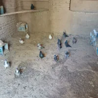 تعداد کفتر