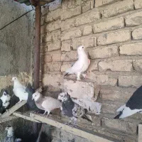 کفتر|پرنده|قم, خاکفرج|دیوار