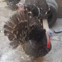 بوقلمون  رسمی نروماده جوان