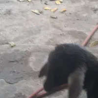 بجه بره ماده