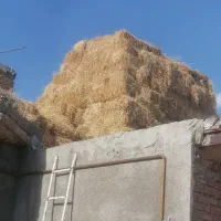یونجه خالص