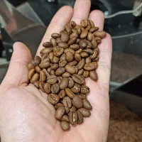 پخش قهوه سنترو