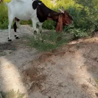 بز افغانی