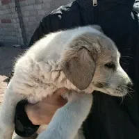 واگذاری توله سگ بومی