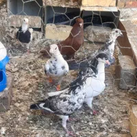 کفتر