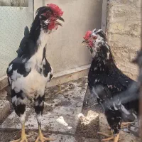 خروس گلین مشکی معاوضه با غاز و بوقلمون