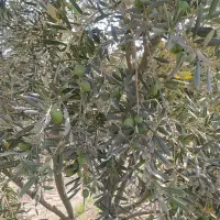 زیتون کنسروی آماده ارسال به تمام نقاط ایران