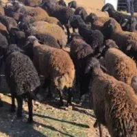 بره نر کشتاری