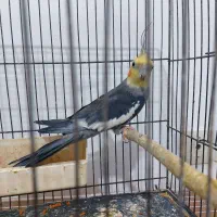 عروس هلندی