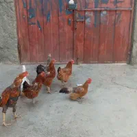 مرغ و خروس جوون