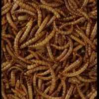 میلورم درجه یک