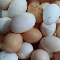 تخم مرغ تازه