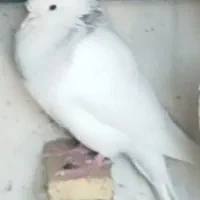 چهار عدد کبوتر معاوضه با کفتر