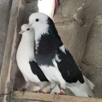 جفت کبوتر عطیقه