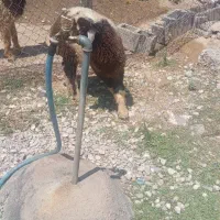 دو عدد بره  بفروش میرسد