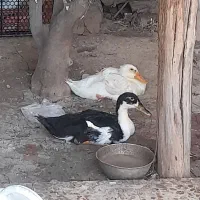 اردک