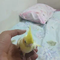 جوجه دوکت پروانه ای. نر