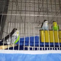 پرنده  مرغ عشق