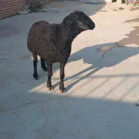 قوچ ضمانتی