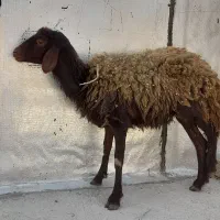 ۱راس بره ماده پا شکسته برای قربانی یا پرورکردن