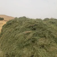 یونجه درجه یک