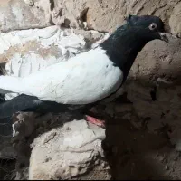 سینه‌دوکت‌سفید