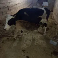 گاو هلشتاین وگوساله نر سه ماهه