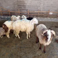 کهره وبره چاق چله مخصوص کبابی