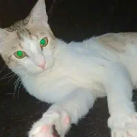 گربه