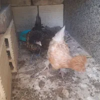 مرغ و خروس جوجه مرغ