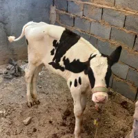 گوساله ماده سیمینتال ، سالم و درشت